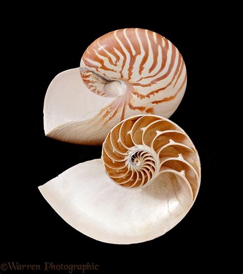 Nautilus Shells Photo Wp03015