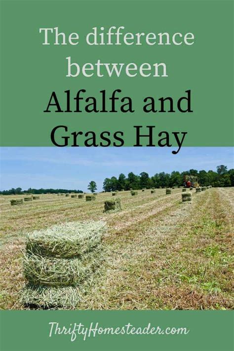 Whats The Difference Between Alfalfa And Grass Hay