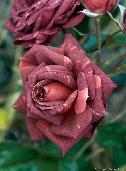 Striped Jocelyn Rose Beautiful Rose Flowers Exotic Flowers Amazing