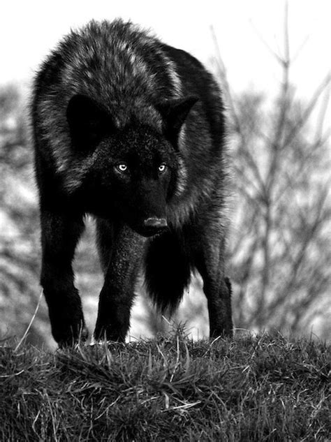 Find the perfect black wolf black & white image. black wolf - Wolves Photo (24308868) - Fanpop