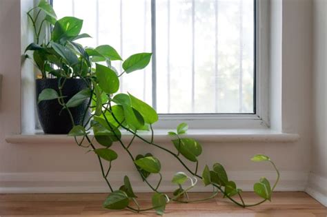 21 Beautiful North Facing Window Plants With Pictures Smart Garden
