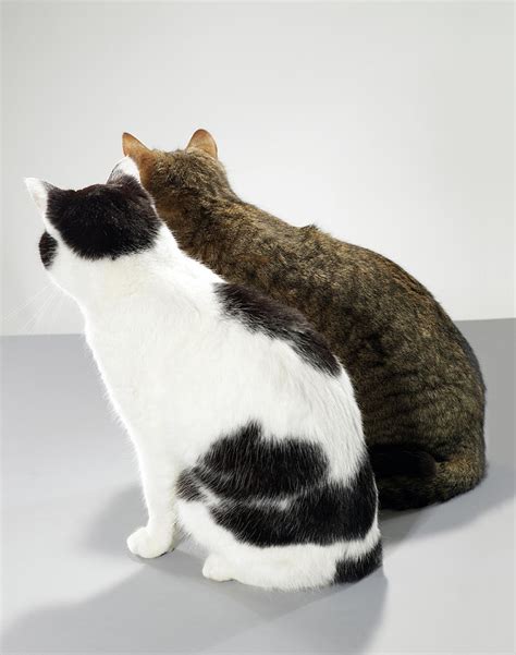 Two Cats Sitting Side By Side Rear View Photograph By Michael Blann