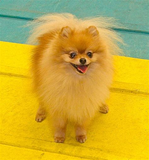 Pomeranians That Are Super Cute Animals And Pets Baby Animals Funny