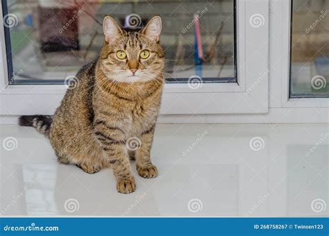 A Domestic Cat Sitting On A Window Sill Looking Into The Camera Stock