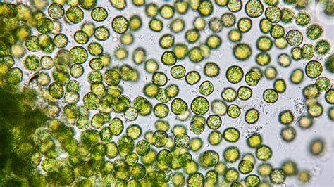 Several Plant Like Algae Can Morph Into Animal Like Predators