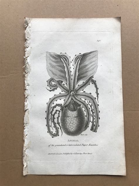 1809 Animal Of The Granulated Or Tuberculated Paper Nautilus Original
