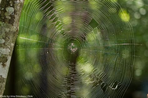 See more of web.com on facebook. Interesting facts about spiders | Just Fun Facts