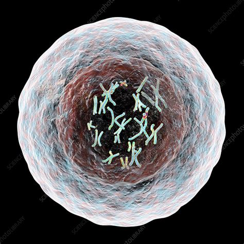 human cell with chromosomes illustration stock image f020 1351 science photo library