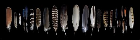 What Can You Learn From A Feather Ask The Naturalist Bay Nature