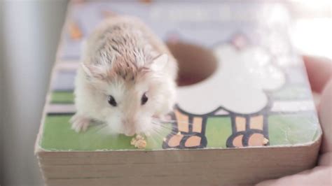 Smallest Hamsters Roborovski Desert Robo Dwarf Hamster YouTube