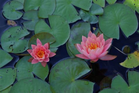Lily Pads Lily Pads Flower Gardening Canning Nature Flowers Plants