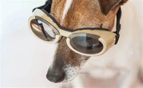 Best Dog Goggles Do Dogs Need Glasses Best For All Sized Dogs