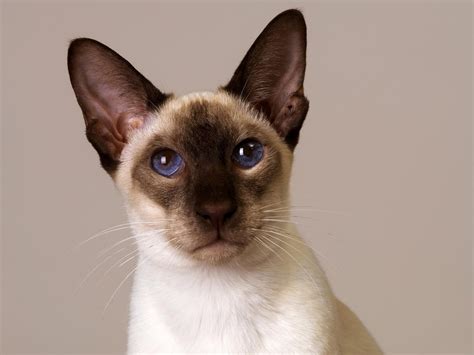 Siamese Cats Pets Cute And Docile