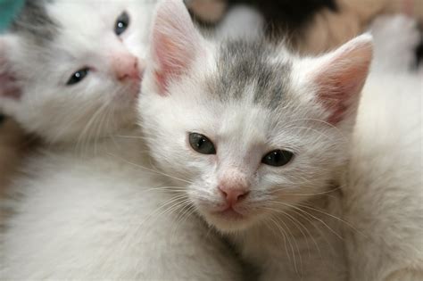 kittens, Cat, Cats, Kittens, Baby, Cute, 31 Wallpapers HD / Desktop and ...