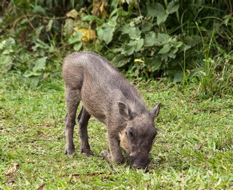 African Wild Pigs