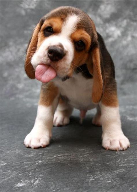 Beagle Puppies Cute Dogs Cute Beagles