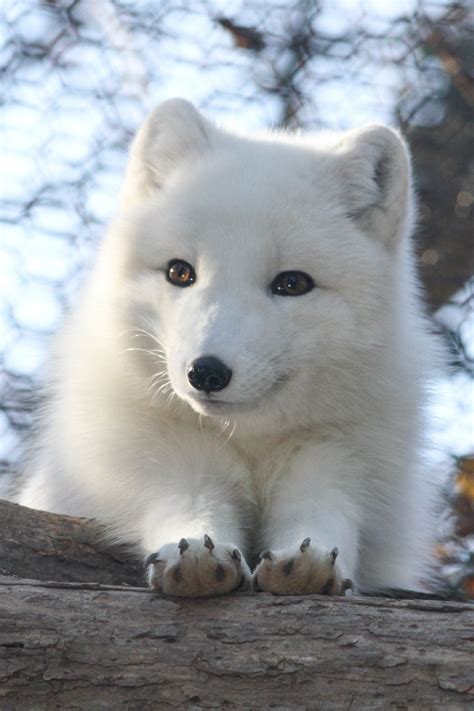 Everythingfox Look At This The Arctic Fox Is A Small Fox Well