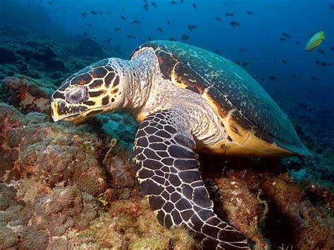 The Hawksbill Sea Turtle Costa Rica