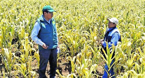 Senamhi Pide Prevención Ya Que El Fenómeno El Niño Afectará Al Agro En