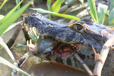 Caiman Good Meal