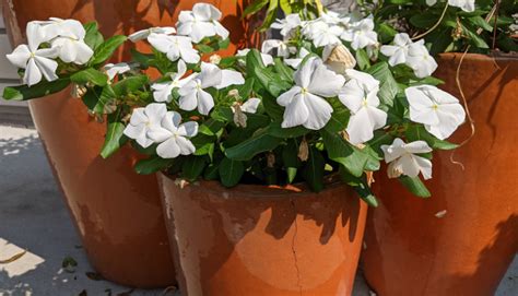 Growing Vinca In Pots Plant Addicts