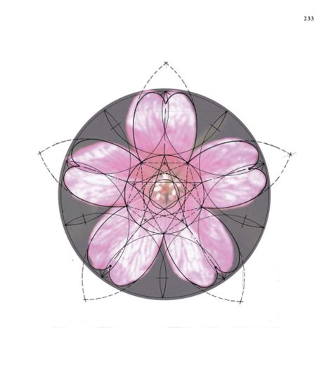 The Hidden Geometry Of Flowers Living Rhythms Form And Number