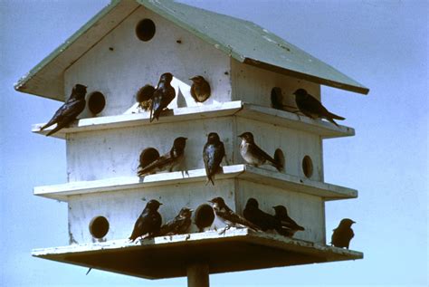 Imagine how wonderful it would be to enjoy the first sip of coffee in the backyard while watching cherubic birds playing around their newly built home. How to build a birdhouse for martins - diy - mother earth news | Bird house