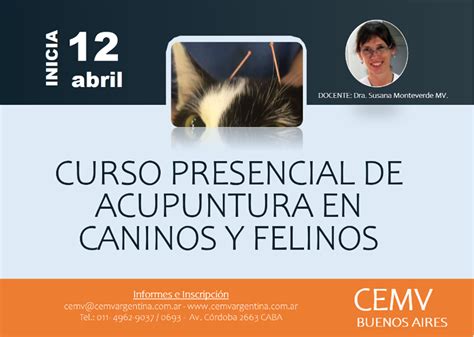 Curso Presencial De Acupuntura En Caninos Y Felinos Cemv Argentina
