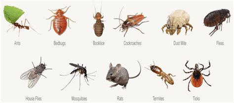 Ants are the most common insect in the united states, with an estimated population of over 10 billion. Common Bugs In Apartments - Apartment Decorating Ideas