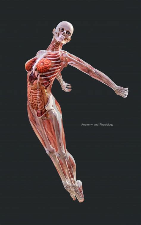 3d Illustration Human Of A Female Skeleton Muscle System Bone And