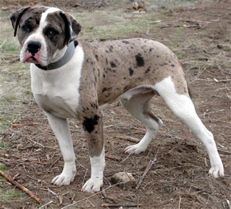 Advertise, sell, buy and rehome alapaha blue blood bulldog dogs and puppies with pets4homes. Learn more about the Alapaha Blue Blood Bulldog, its ...