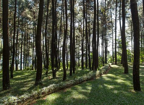 Konsep 28 Hutan Pinus Bogor