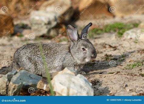 Cute Little Rabbit Walking In The Yard Stock Image Image Of Pretty