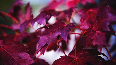 Closeup View Of Purple Maple Leaves Branch 4k Nature Hd Desktop