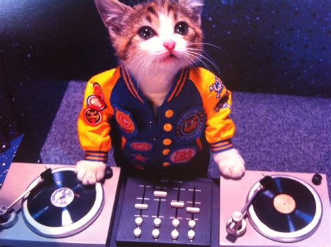 Kitty Dj Dj Kitty Cats Kitty