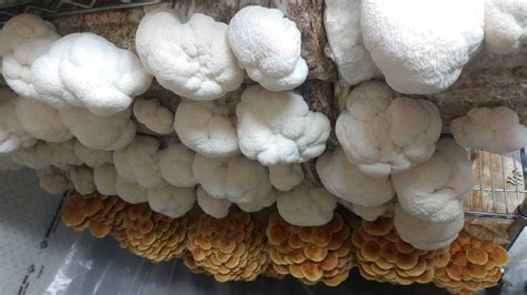Growing lion's mane mushrooms at home has become more popular in recent years, with improved strains popping up all time, and for a good reason. Lion's Mane Mushroom · Fresh Niagara