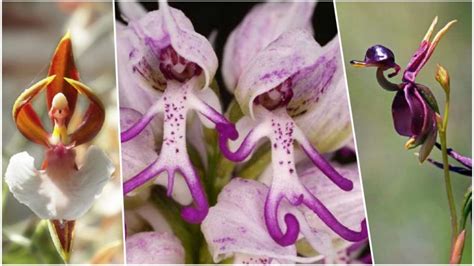 Hanging Naked Man Orchid Is Not Fake Photos Of This Flower Got My XXX
