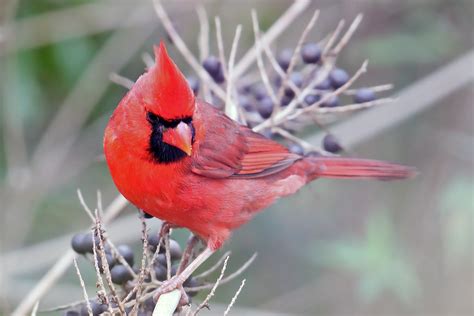 Northern Cardinal Cardinalis Cardinalis A Male Northern Flickr