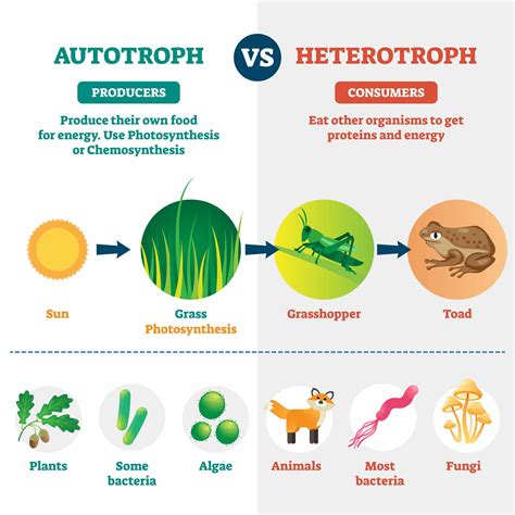 What Is An Autotroph Definition And Examples