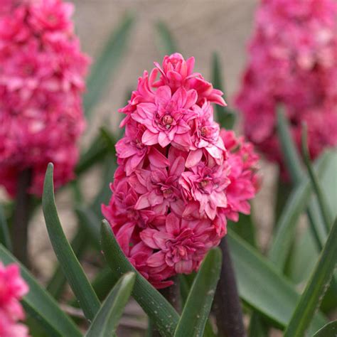 The Best Fragrant Spring Flowering Bulbs Photography Buzz