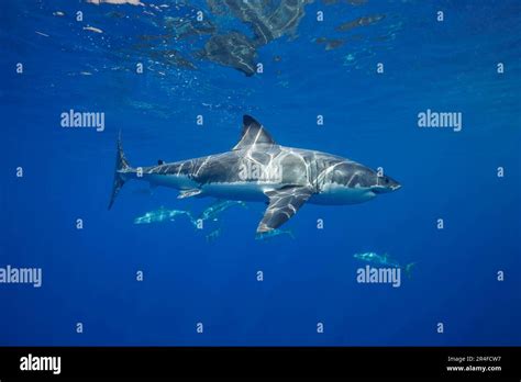 This Great White Shark Carcharodon Carcharias Was Photographed Off