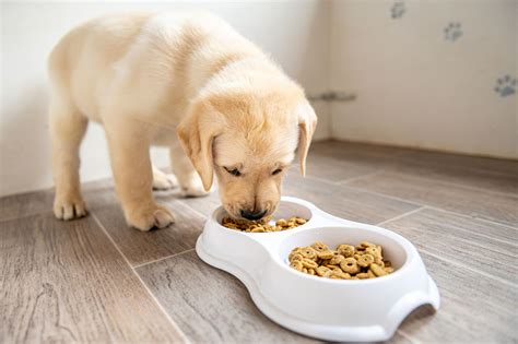 How To Keep Older Dog From Eating Puppy Food Kierzewski Mezquita