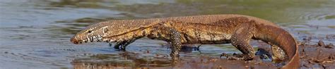 Nile Monitor Lizard African Safaris Ltd