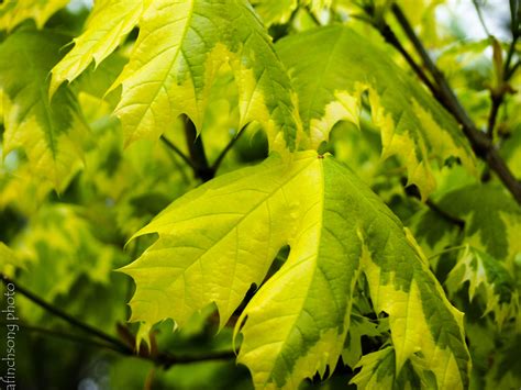 Acer Platanoides Drummondii Harlequin Norway Maple Deciduous Shade