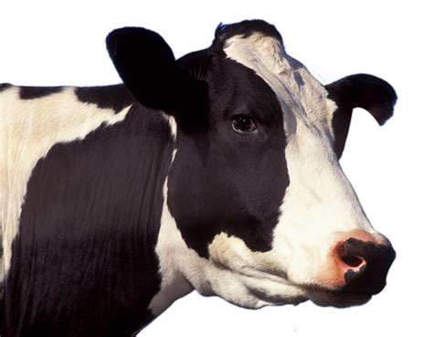 Cow Png Image Free Download