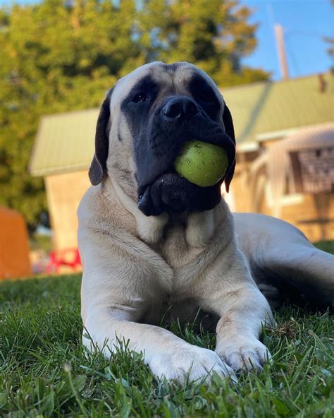 15 Interesting Facts About English Mastiffs Page 3 Of 5