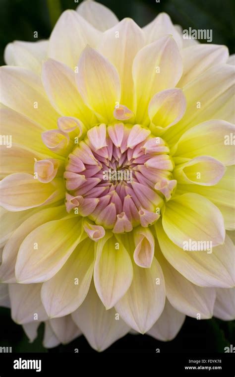 Dahlia Westerton Lillian Hi Res Stock Photography And Images Alamy