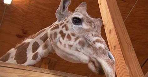 April The Giraffe That Became An Online Star Dies