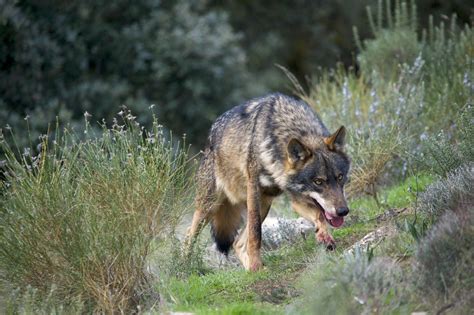 Fileiberian Wolf Adf 001 Wikimedia Commons