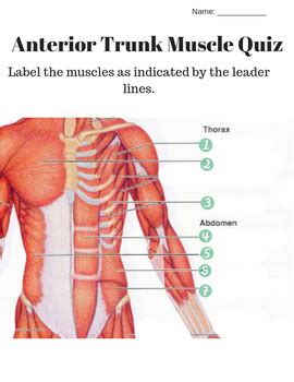 Anterior And Posterior Trunk Muscle Labeling Quiz And Key By Amazing